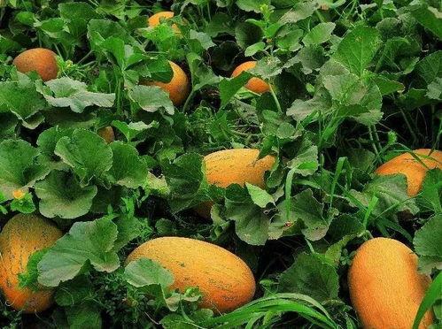 黑料吃瓜精品一区二,一区二区精彩内容大揭秘