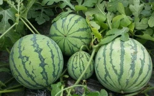 海角社区吃瓜黑料在线,吃瓜黑料背后的真相与争议